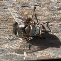 Rutilia (Donovanius) sp. (genus & subgenus) (A Bristle Fly) at Molonglo Valley, ACT - 19 Feb 2018 by AndyRussell