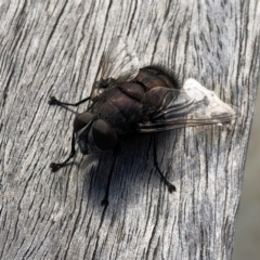 Rutilia (Donovanius) sp. (genus & subgenus) at Molonglo Valley, ACT - 20 Feb 2018