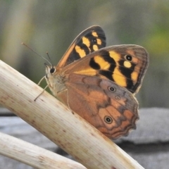 Heteronympha paradelpha (Spotted Brown) at Booth, ACT - 24 Feb 2018 by JohnBundock