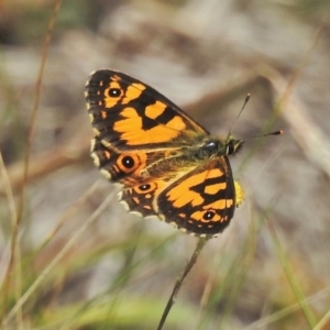 Oreixenica lathoniella at Booth, ACT - 24 Feb 2018 11:49 AM