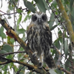 Ninox boobook (Southern Boobook) at McQuoids Hill - 25 Feb 2018 by HelenCross