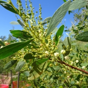 Acacia penninervis var. penninervis at Molonglo Valley, ACT - 4 Jan 2018