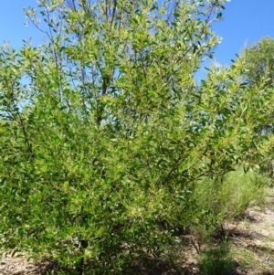 Acacia penninervis var. penninervis at Molonglo Valley, ACT - 4 Jan 2018