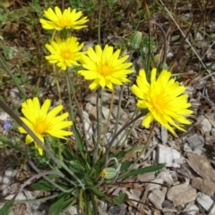 Microseris walteri (Yam Daisy, Murnong) at Sth Tablelands Ecosystem Park - 11 Jan 2018 by galah681