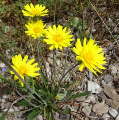 Microseris walteri (Yam Daisy, Murnong) at Molonglo Valley, ACT - 11 Jan 2018 by galah681