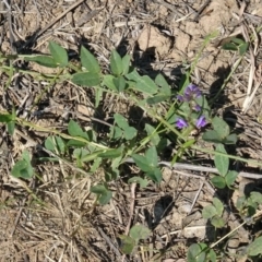 Glycine tabacina (Variable Glycine) at Molonglo Valley, ACT - 25 Jan 2018 by galah681