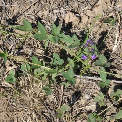 Glycine tabacina (Variable Glycine) at Molonglo Valley, ACT - 24 Jan 2018 by galah681