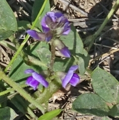 Glycine tabacina at Molonglo Valley, ACT - 25 Jan 2018 10:58 AM