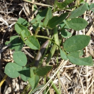 Glycine tabacina at Molonglo Valley, ACT - 25 Jan 2018 10:58 AM