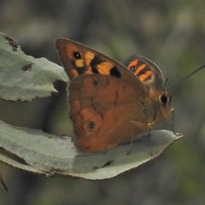 Heteronympha penelope at Booth, ACT - 24 Feb 2018