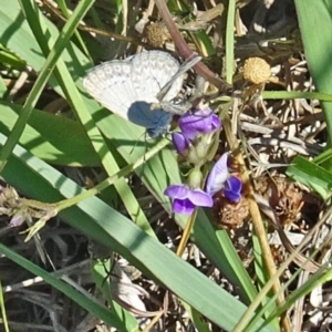 Zizina otis at Molonglo Valley, ACT - 25 Jan 2018 10:58 AM