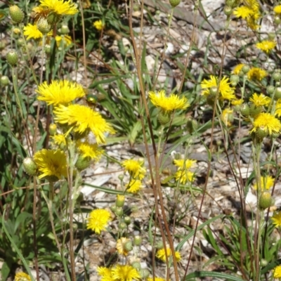 Podolepis jaceoides (Showy Copper-wire Daisy) at Molonglo Valley, ACT - 11 Jan 2018 by galah681