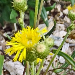 Podolepis jaceoides at Molonglo Valley, ACT - 11 Jan 2018