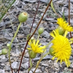 Podolepis jaceoides at Molonglo Valley, ACT - 11 Jan 2018