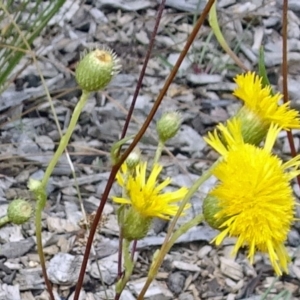 Podolepis jaceoides at Molonglo Valley, ACT - 11 Jan 2018 10:57 AM