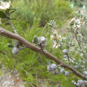 Leptospermum myrtifolium at Molonglo Valley, ACT - 31 Dec 2017