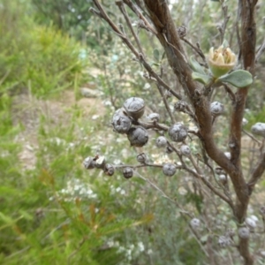 Leptospermum myrtifolium at Molonglo Valley, ACT - 31 Dec 2017