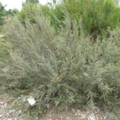 Leptospermum myrtifolium at Molonglo Valley, ACT - 31 Dec 2017