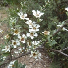 Leptospermum myrtifolium at Molonglo Valley, ACT - 31 Dec 2017