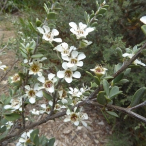 Leptospermum myrtifolium at Molonglo Valley, ACT - 31 Dec 2017