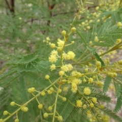 Acacia deanei subsp. paucijuga (Green Wattle) at National Arboretum Forests - 22 Feb 2018 by galah681