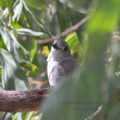 Colluricincla harmonica (Grey Shrikethrush) at Bald Hills, NSW - 28 May 2018 by JulesPhotographer