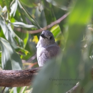 Colluricincla harmonica at Bald Hills, NSW - 28 May 2018