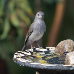 Colluricincla harmonica at Bald Hills, NSW - 28 May 2018