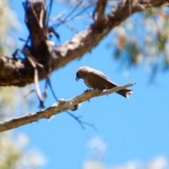 Artamus cyanopterus cyanopterus (Dusky Woodswallow) at Booth, ACT - 17 Jan 2018 by KMcCue