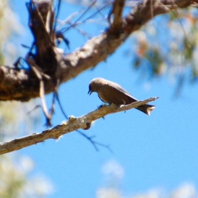 Artamus cyanopterus (Dusky Woodswallow) at Booth, ACT - 18 Jan 2018 by KMcCue