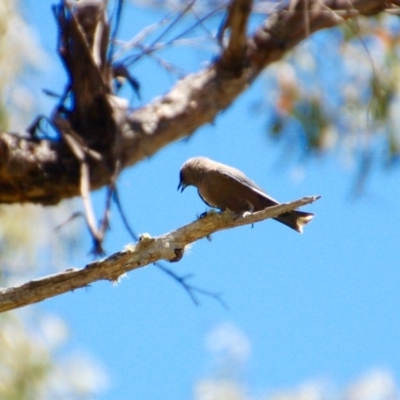 Artamus cyanopterus cyanopterus (Dusky Woodswallow) at Booth, ACT - 17 Jan 2018 by KMcCue