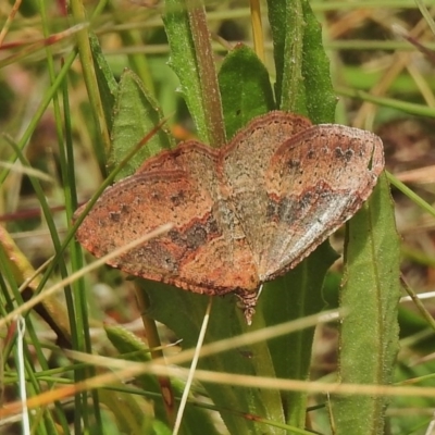 Acodia undescribed species (A Geometer moth) at Namadgi National Park - 24 Feb 2018 by JohnBundock