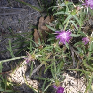 Centaurea calcitrapa at Reid, ACT - 6 Jan 2018