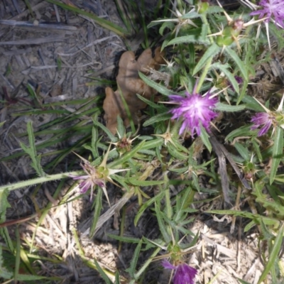 Centaurea calcitrapa (Star Thistle) at Reid, ACT - 6 Jan 2018 by JanetRussell