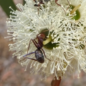 Iridomyrmex purpureus at Molonglo Valley, ACT - 22 Feb 2018