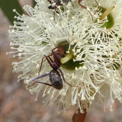 Iridomyrmex purpureus (Meat Ant) at Molonglo Valley, ACT - 22 Feb 2018 by galah681