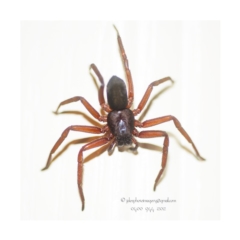 Hemicloea sp. (genus) (Flat bark spider) at Bald Hills, NSW - 23 Feb 2018 by JulesPhotographer