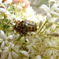 Neorrhina punctatum (Spotted flower chafer) at Molonglo Valley, ACT - 31 Dec 2017 by AndyRussell