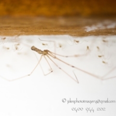 Pholcidae (family) (Daddy Long-legs Spiders) at Bald Hills, NSW - 23 Feb 2018 by JulesPhotographer