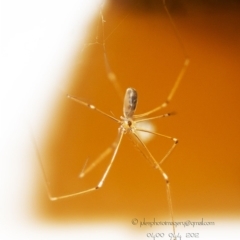 Pholcidae (family) at Bald Hills, NSW - 24 Feb 2018 08:35 AM