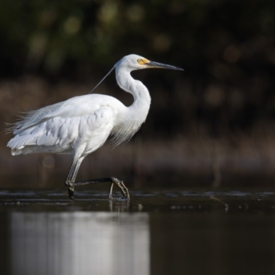 Egretta garzetta (Little Egret) at Merimbula, NSW - 24 Feb 2018 by Leo