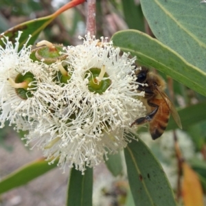 Apis mellifera at Molonglo Valley, ACT - 22 Feb 2018