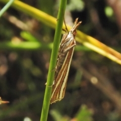 Hednota megalarcha (A Crambid moth) at Namadgi National Park - 24 Feb 2018 by JohnBundock