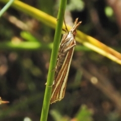Hednota megalarcha (A Crambid moth) at Booth, ACT - 24 Feb 2018 by JohnBundock