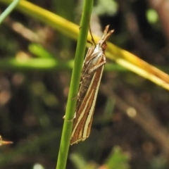 Hednota megalarcha (A Crambid moth) at Booth, ACT - 24 Feb 2018 by JohnBundock