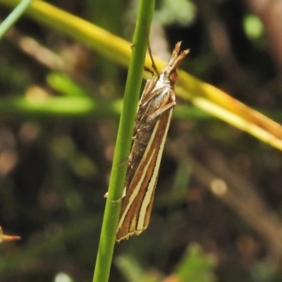 Hednota megalarcha (A Crambid moth) at Namadgi National Park - 24 Feb 2018 by JohnBundock