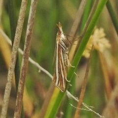 Hednota megalarcha at Namadgi National Park - 24 Feb 2018