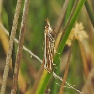 Hednota megalarcha at Namadgi National Park - 24 Feb 2018