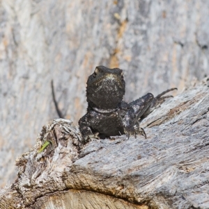 Amphibolurus muricatus at Bald Hills, NSW - 22 Feb 2018 03:41 AM