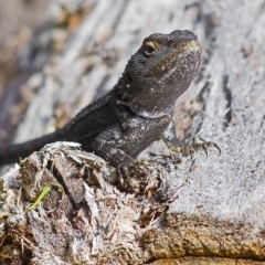 Amphibolurus muricatus at Bald Hills, NSW - 22 Feb 2018